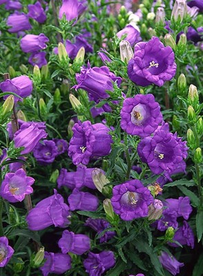 12 Stunning Campanula Varieties 3 Canterbury Bells flowers showing cup-and-saucer form