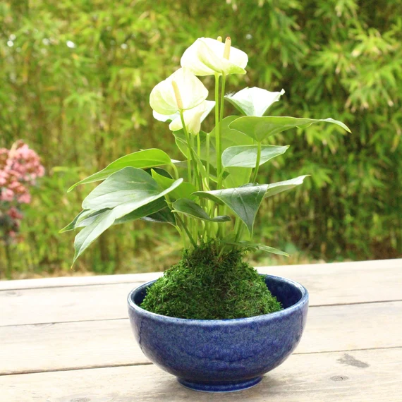 Anthurium - White Anthurium Kokedama - Moss Ball, Japanese Ancient Botanical Technique. - Etsy