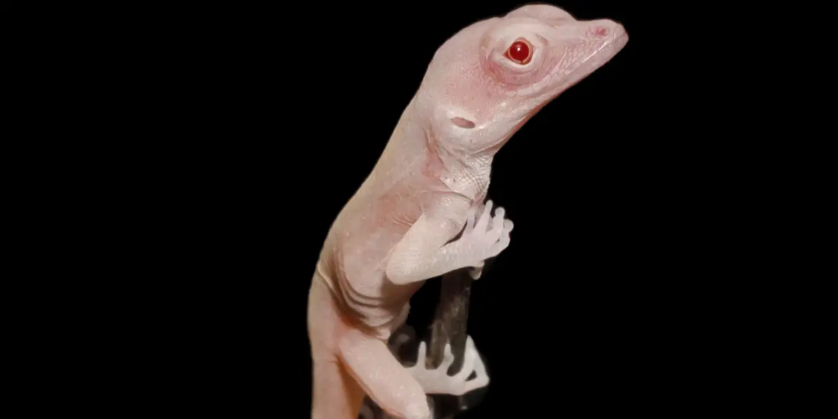 Gene-Edited Albino Lizard
