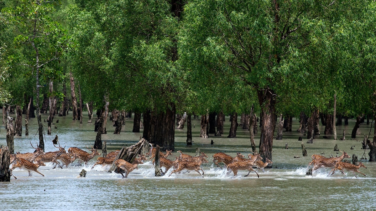 Sundarbans Mangrove Forest