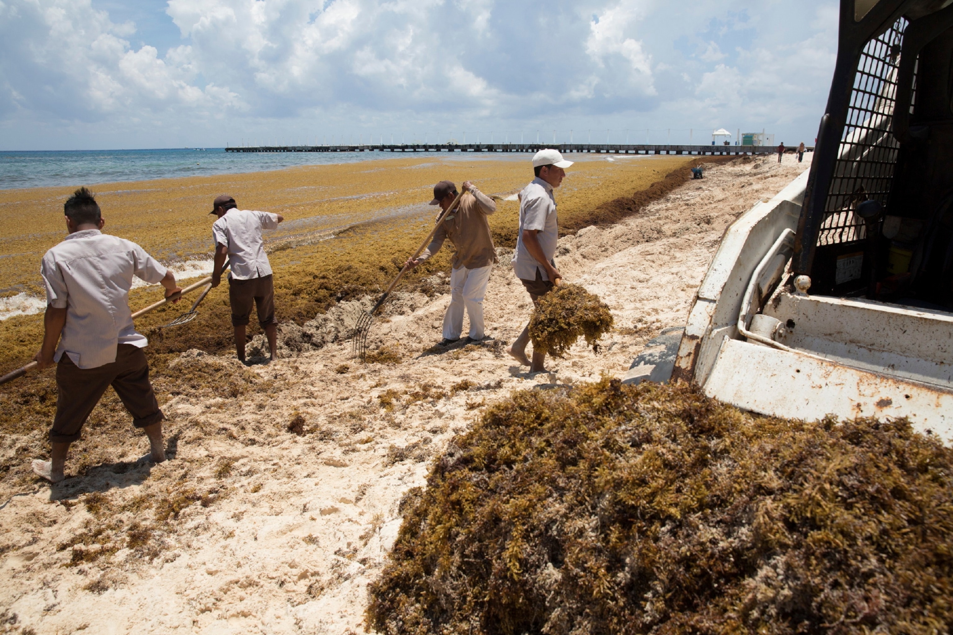 Industrial facility processing sargassum seaweed for biofuel and compost production