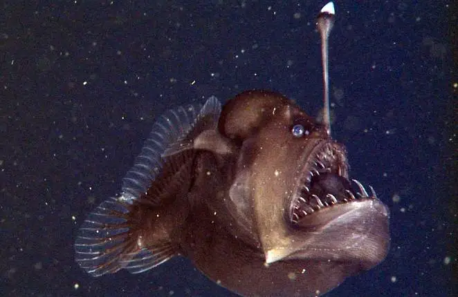 Peixe abissal com bioluminescência encontrado nas profundezas da Fossa das Marianas