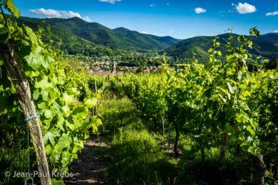 Alsace vineyards with Vosges mountains
