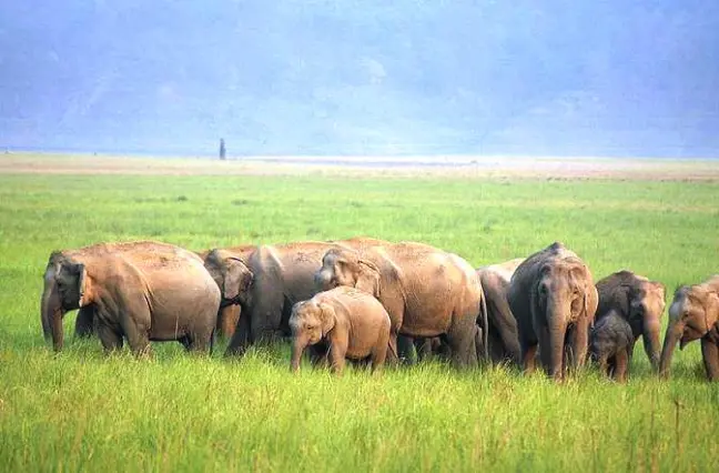 Wild elephants in Manas