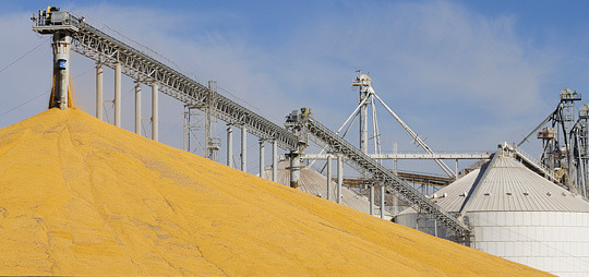 Graan transportband in agrarische loods voor oogst opslag