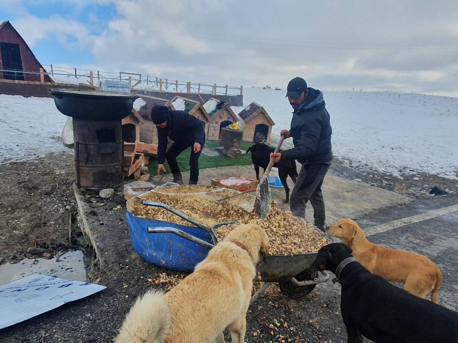 Ankara'daki gönüllüler kışın barınaktaki köpekleri besliyor