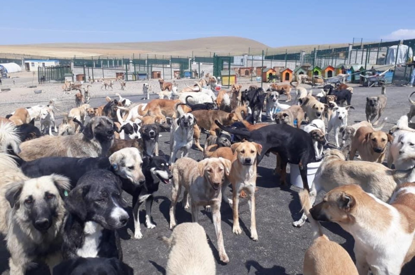 Ankara'daki barınakta köpekler