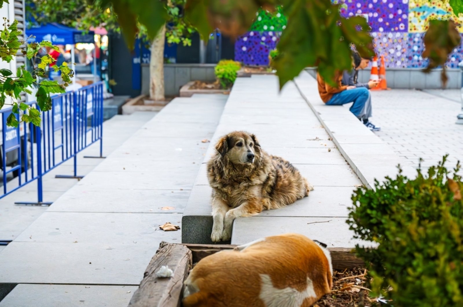İstanbul sokaklarında köpekler