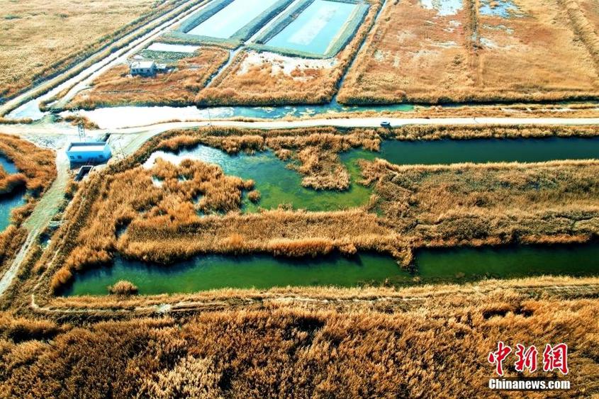 塔集镇陈家圩18.82亩水面经营权发包
