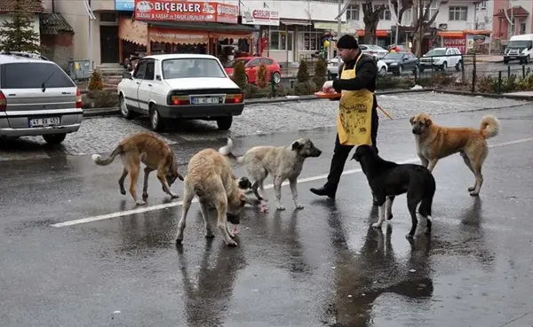 Türkiye'de sokak köpekleri besleniyor