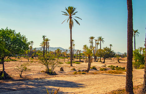 Palmeraie de Marrakech avec palmiers et montagnes de l'Atlas en arrière-plan