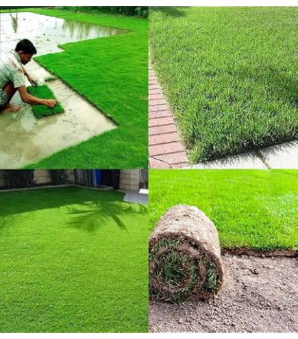 Hybrid lawn grass installation process in India
