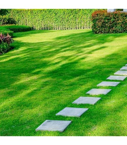 Beautiful green lawn with stepping stones in Indian home garden
