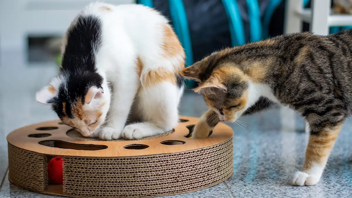 The Best Indoor Cat Enrichment Activities: Toys, Puzzles & More | Fresh  Step™