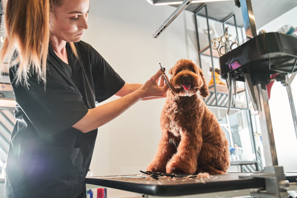 Dog grooming salon