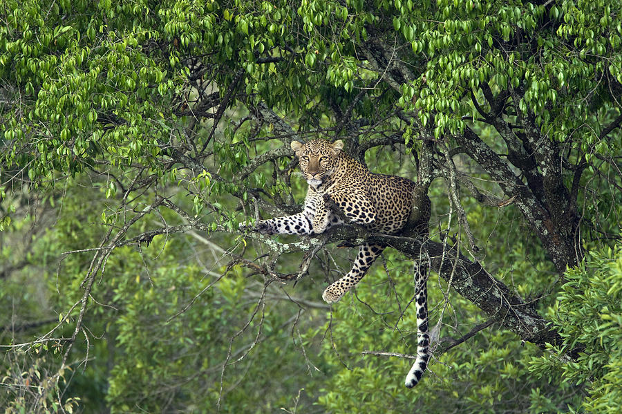 Leopard in tree Masai Mara Kenya