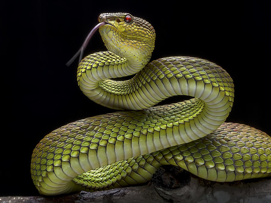 Viper Collection