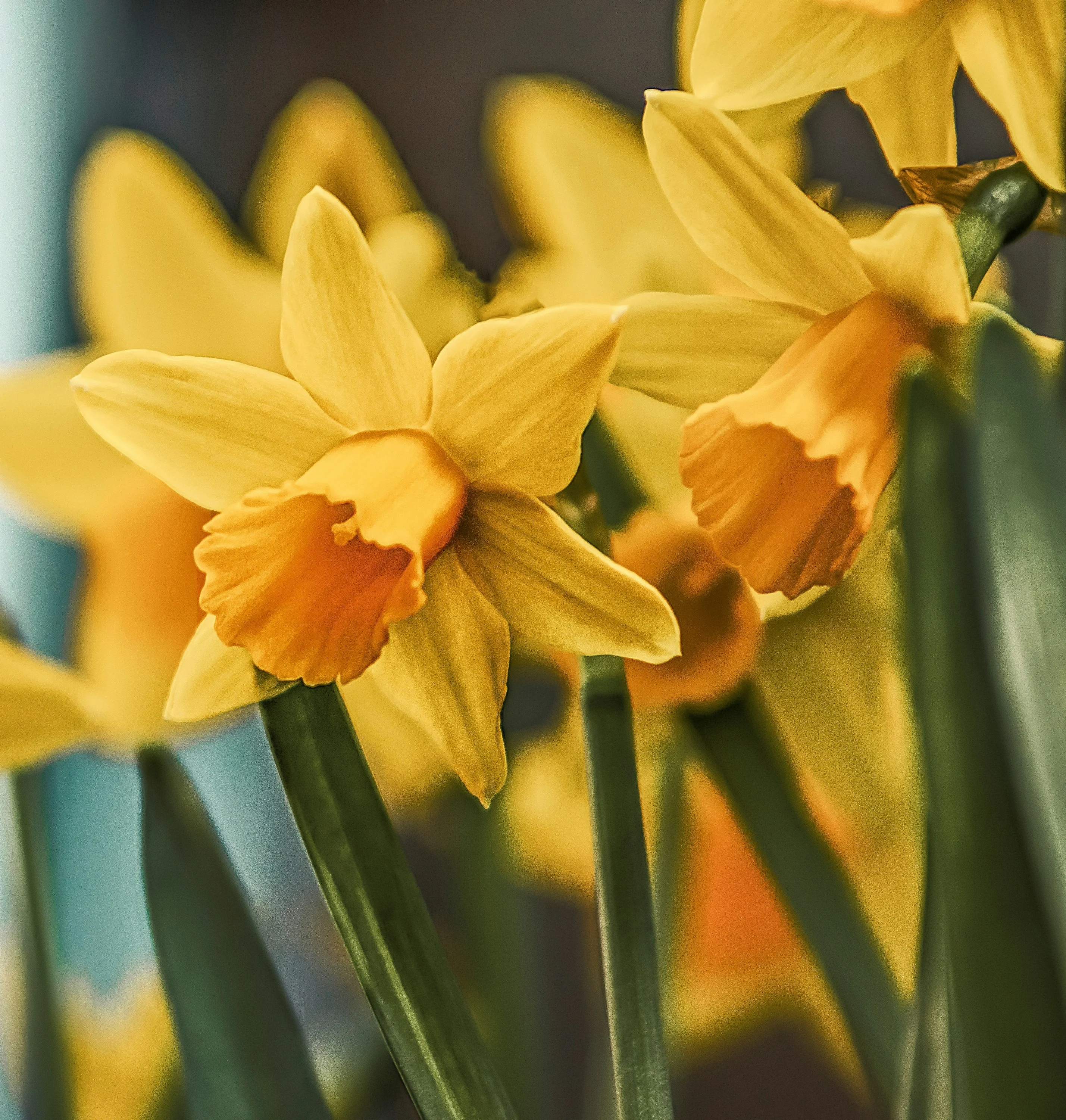 Welsh daffodils symbolizing hope and community
