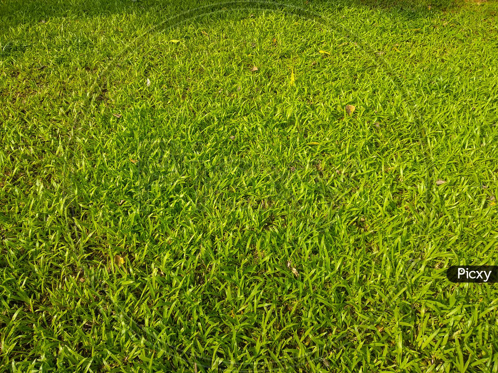 Top view of fresh lush green grass garden in Mumbai India