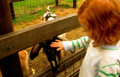 Child feeding goat at Collingwood Children's Farm