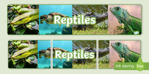Reptile Conservation