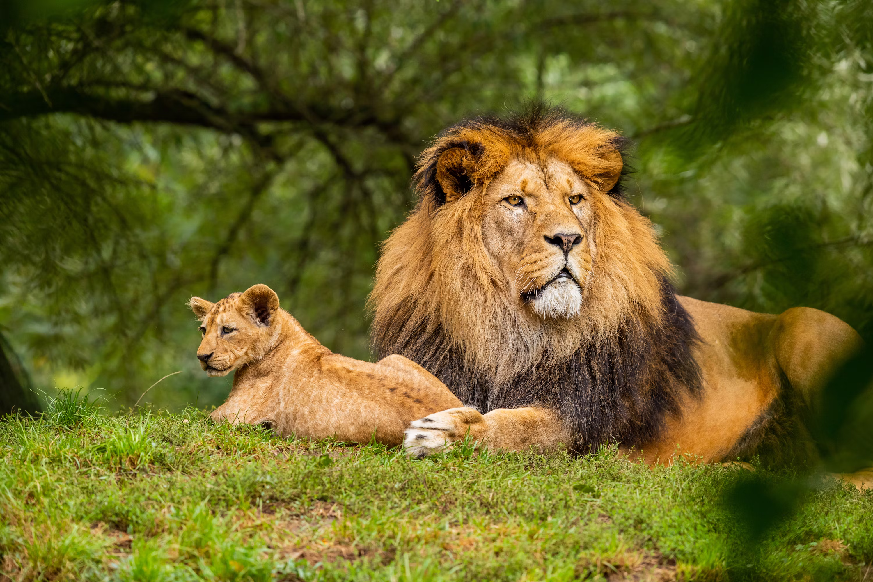 Lion and Cub