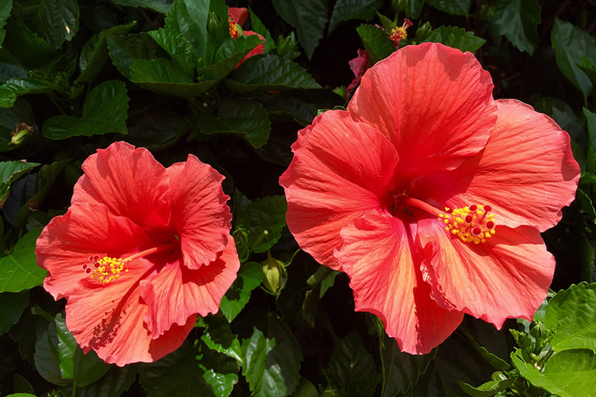 Hibiscus Flower