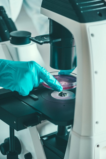 实验室显微镜下的细胞培养