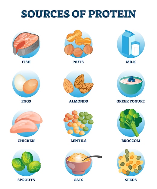Sources of protein as healthy and high nutrient diet products collection.  essential meal ingredient group in labeled educational list. meat, poultry,  fish, eggs, and dairy as important amino acids set | Premium