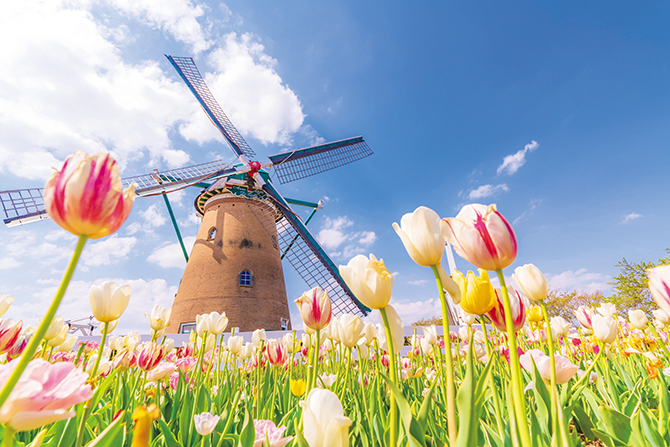 カラフルなチューリップ畑の風景