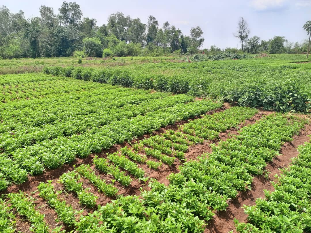 TIWINNIN Agroécologie Bénin