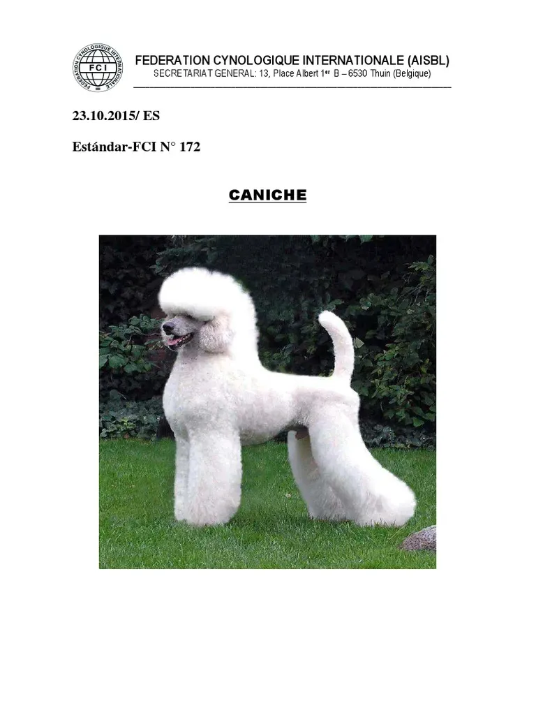 Caniche en exposición canina FCI con corte león blanco, estándar oficial N 172