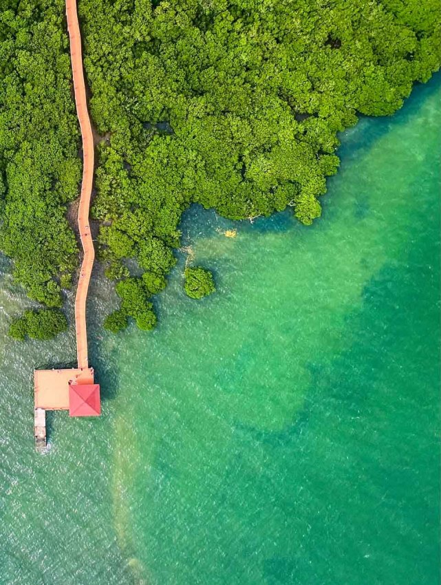 湛江特呈岛红树林生态景观