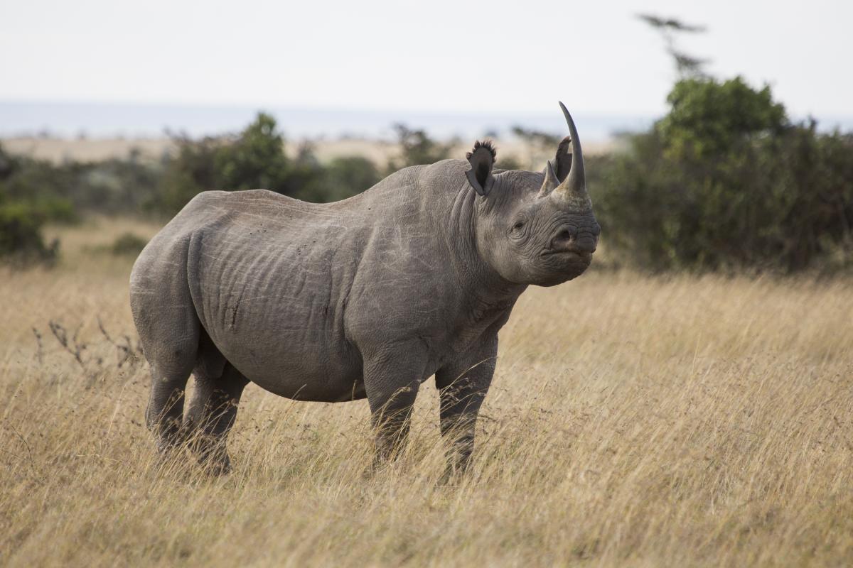 Black rhino Ol Pejeta Kenya