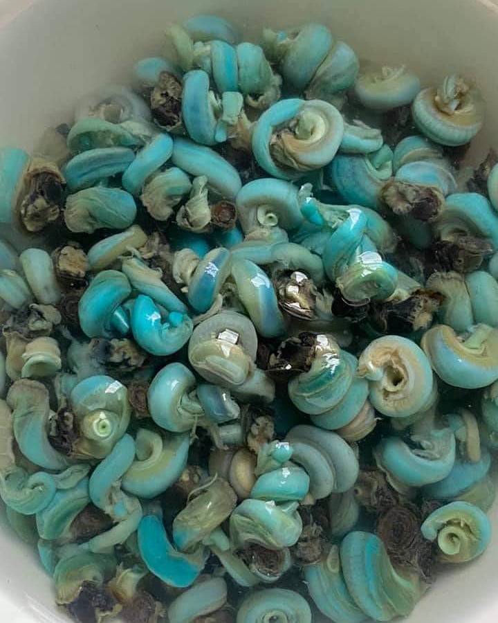 Shelled Fishes