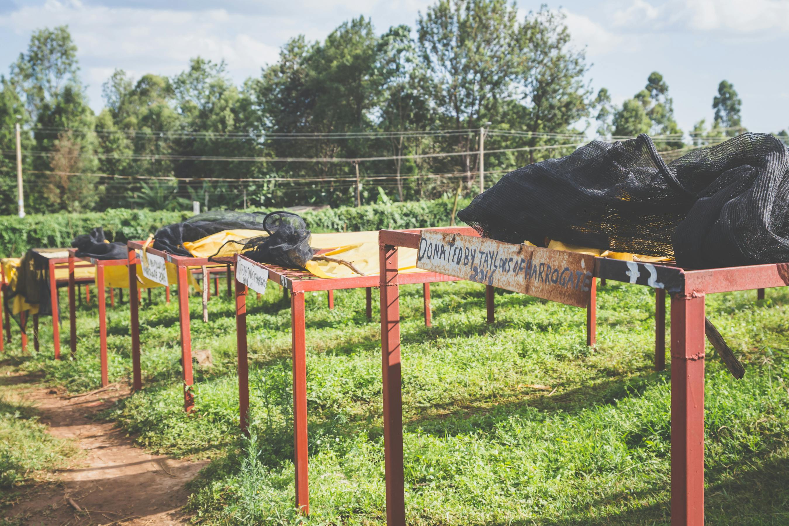 Kenya Coffee Drying Beds