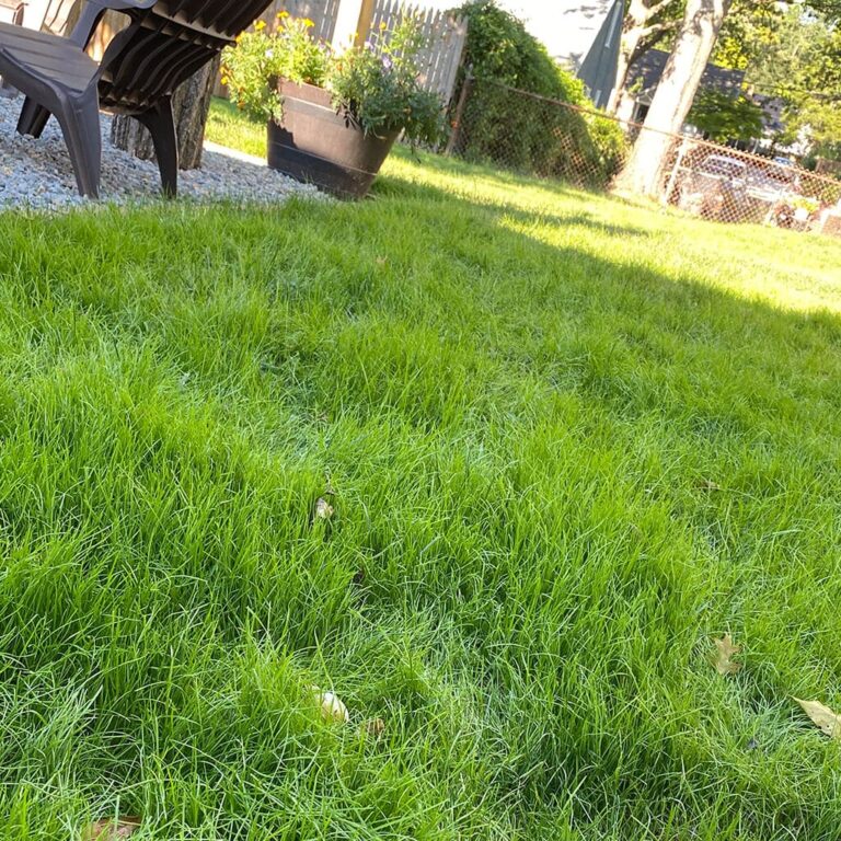 Fast growing green grass lawn result