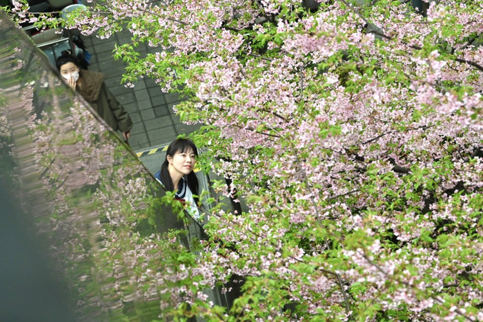 春日樱花记录