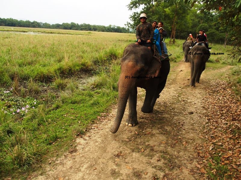 Elephant safari trail