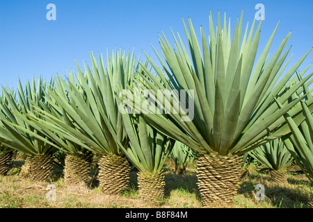 Planta de sisal