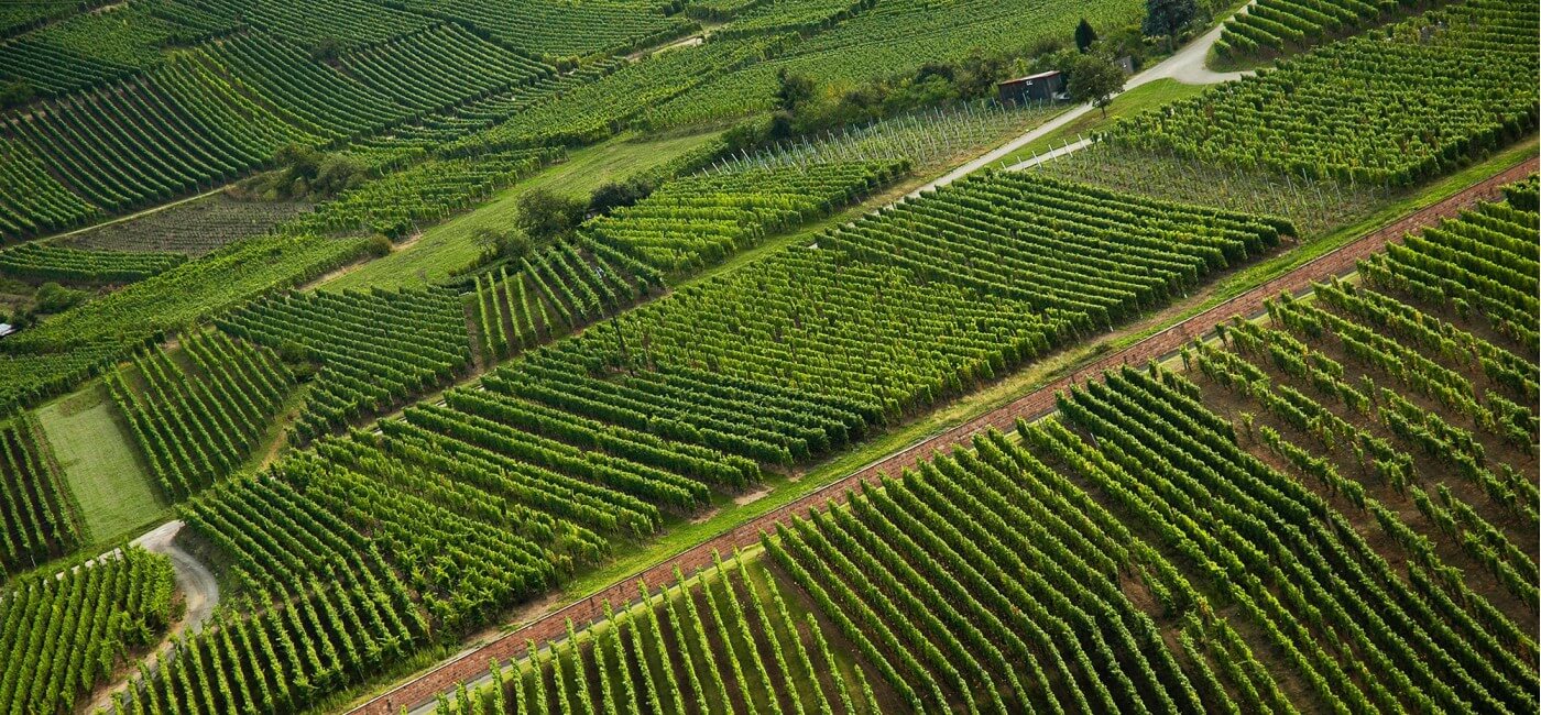 Alsace vineyard aerial view
