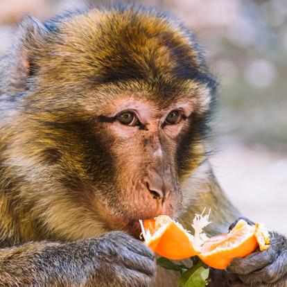 Macaque berbère mangeant une orange dans la forêt d'Ifrane