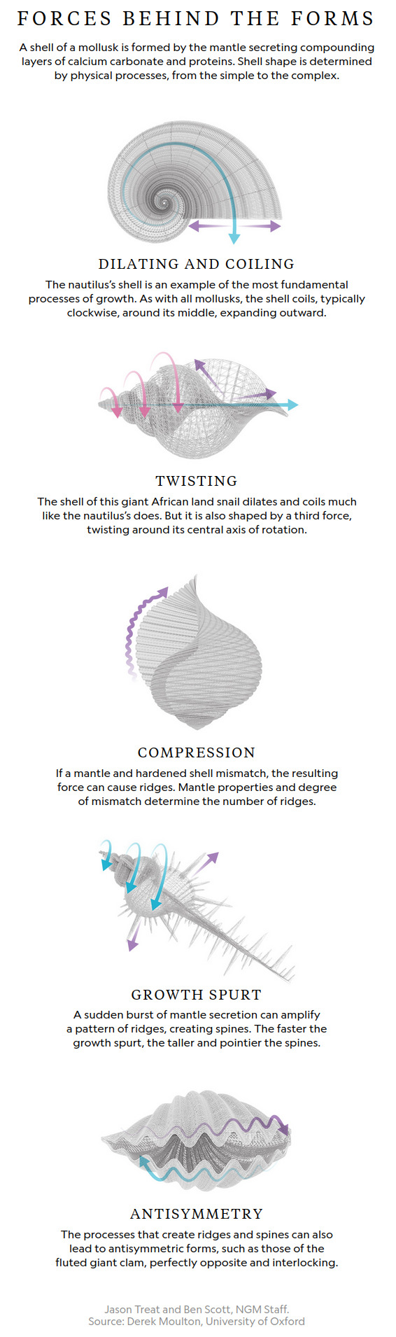 Mechanical principles behind shell shape formation: dilation, coiling, twisting and compression