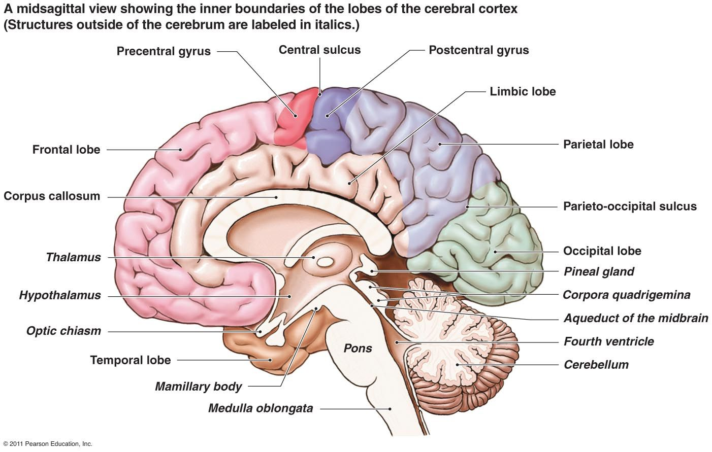 Frontal lobe brain anatomy