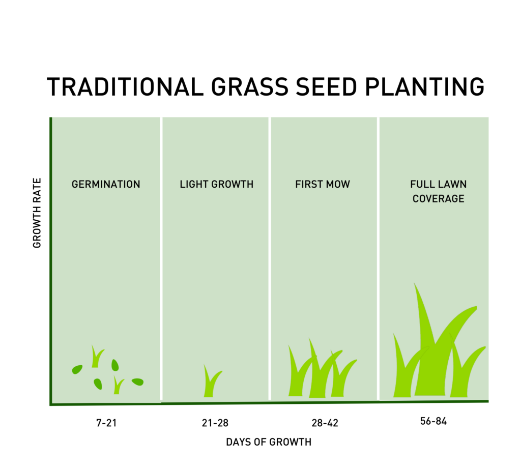 Grass seed growth timeline from germination to full coverage