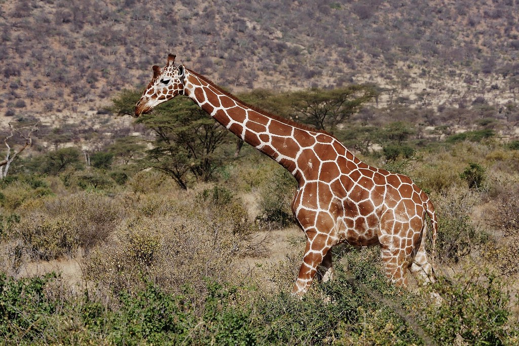 Reticulated giraffe in Samburu National Reserve