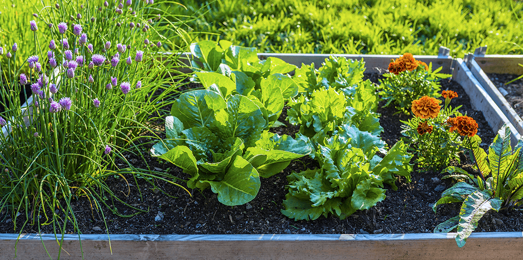 Edible Container Garden Ideas | Living Color
