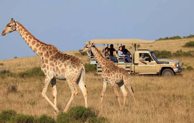 Mossel Bay Game Drive