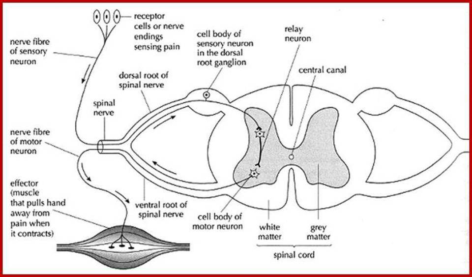 Reflex Arc Diagram