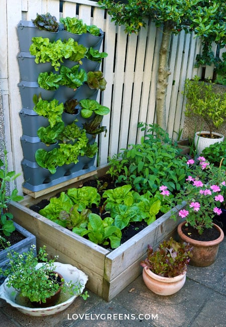 Quickstart Guide to Container Vegetable Gardening • Lovely Greens